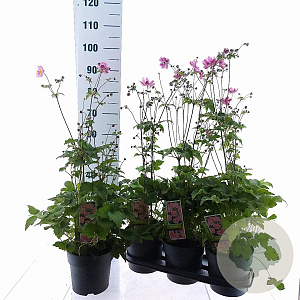 Anemone hyb. 'Serenade' 30-35 cm 3,0L