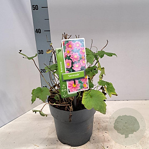 Anemone hyb. 'Serenade' 30-35 cm 3,0L