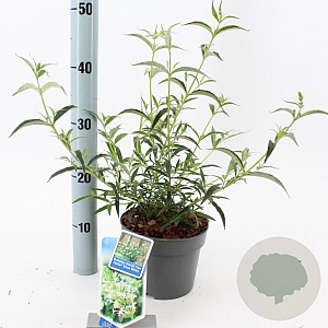 Buddleja Free Petite Snow White 20-25 cm 2,0L