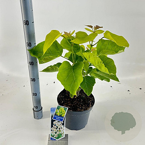 Catalpa bignonioides 'Aurea' 40-50 cm 5,0L struik