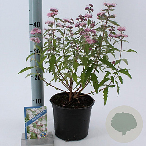 Caryopteris cland. Pink Perfection 30-40 cm 2,0L