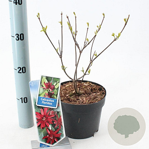 Calycanthus floridus 25-30 cm 2,0L