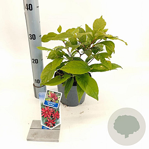 Calycanthus floridus 25-30 cm 2,0L