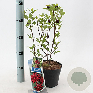 Calycanthus floridus 25-30 cm 2,0L
