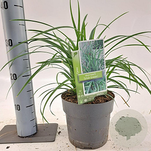 Carex morrowii 'Irish Green' 20-25 cm 2,0L