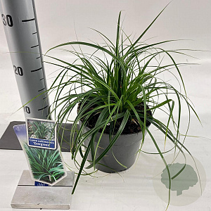 Carex oshim. 'Evergreen' 20-25 cm 2,0L