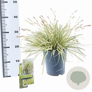 Carex oshim. 'Everoro' 40-50 cm 3,0L