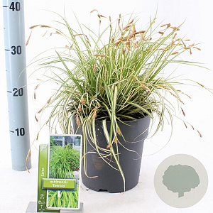 Carex oshim. 'Everoro' 40-50 cm 3,0L