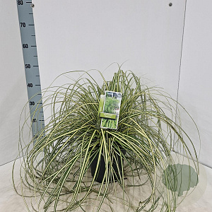 Carex oshim. 'Everoro' 40-50 cm 3,0L