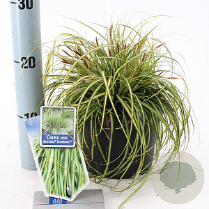 Carex oshim. 'Eversheen' 20-25 cm 2,0L