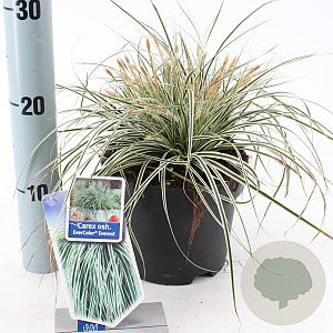 Carex oshim. Everest 20-25 cm 2,0L