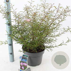 Calliandra surina. 'Dixie Pink' 35-40 cm 5,0L