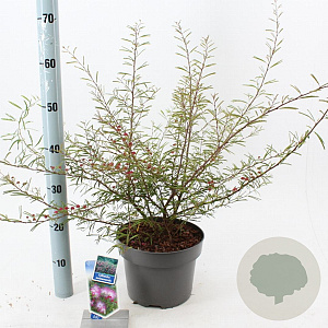 Calliandra surina. 'Dixie Pink' 35-40 cm 5,0L