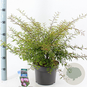Calliandra surina. 'Dixie Pink' 35-40 cm 5,0L