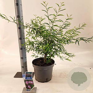 Calliandra surina. 'Dixie Pink' 35-40 cm 5,0L