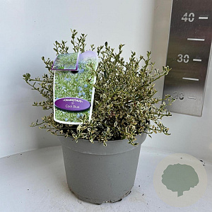 Ceanothus Cool Blue 30-40 cm 5,0L