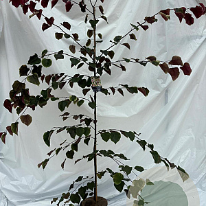 Cercis can. Carolina Sweetheart 175-200 cm 10L geveerd