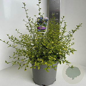 Ceanothus El Dorado 30-40 cm 5,0L