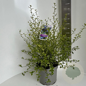 Ceanothus El Dorado 30-40 cm 5,0L