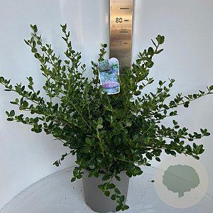 Ceanothus griseus 'Yankee Point' 40-50 cm 10L