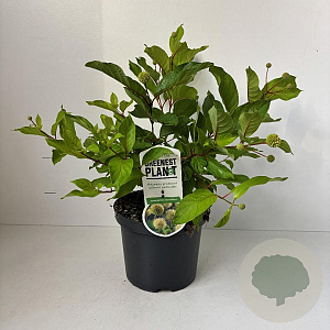Cephalanthus occidentalis 30-40 cm 3,5L