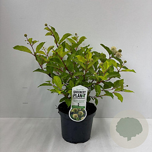Cephalanthus occidentalis 30-40 cm 3,5L