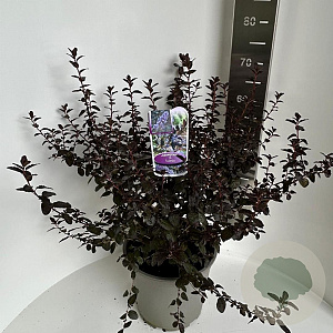 Ceanothus 'Tuxedo' 30-40 cm 5,0L