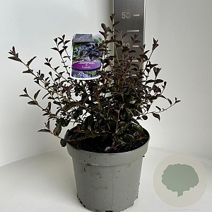Ceanothus 'Tuxedo' 30-40 cm 5,0L