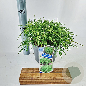 Chamaecyparis p. 'Filifera Nana' 20-25 cm 3,0L