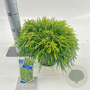 Chamaecyparis p. 'Sungold' 20-25 cm 3,0L