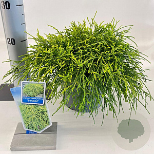 Chamaecyparis p. 'Sungold' 20-25 cm 3,0L