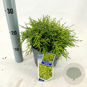 Chamaecyparis p. 'Sungold' 20-25 cm 3,0L