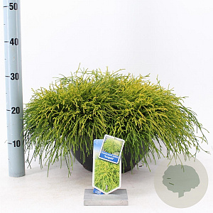 Chamaecyparis p. 'Sungold' 30-40 cm 7L