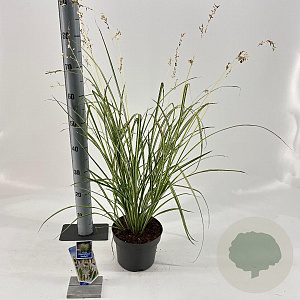 Chlorophytum saunders. 'Starlight' 40-45 cm 3,0L