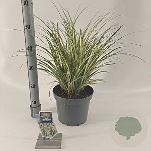 Chlorophytum saunders. 'Starlight' 40-45 cm 5,0L