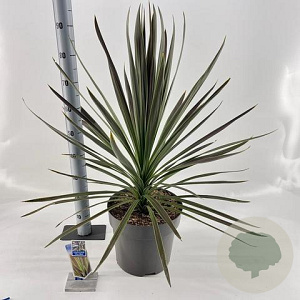 Cordyline aus. 'Chocolate Mint' 70-80 cm 12L