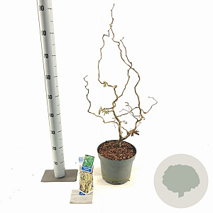 Corylus a. 'Contorta' 60-70 cm 5,0L