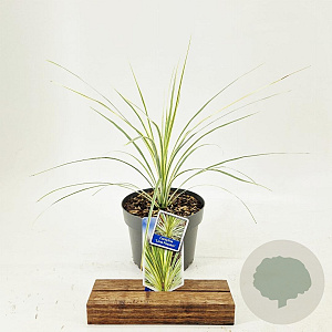 Cordyline aus. Lime Passion 30-40 cm 3,0L