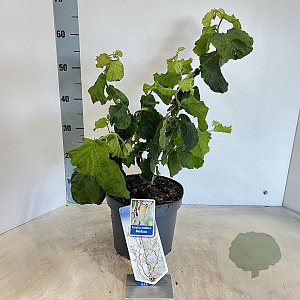 Corylus a. Medusa 60-70 cm 5,0L