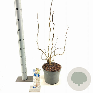 Corylus a. Medusa 60-70 cm 5,0L