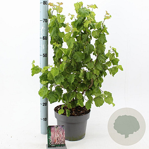 Corylus a. Medusa 60-70 cm 5,0L