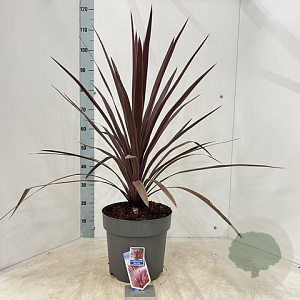 Cordyline aus. 'Red Star' 70-80 cm 12L