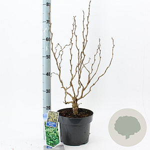 Corylus a. 'Scooter' 60-70 cm 5,0L