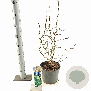 Corylus a. 'Scooter' 60-70 cm 5,0L