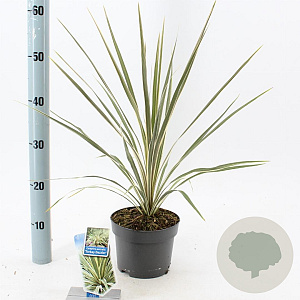 Cordyline aus. 'Torbay Dazzler' 30-40 cm 3,0L