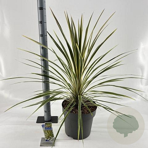 Cordyline aus. 'Torbay Dazzler' 70-80 cm 12L