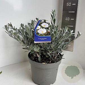 Convolvulus cneorum 25-30 cm 5,0L