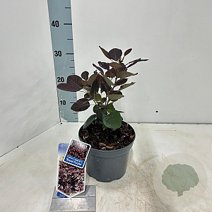 Cotinus cog. 'Royal Purple' 30-35 cm 2,0L