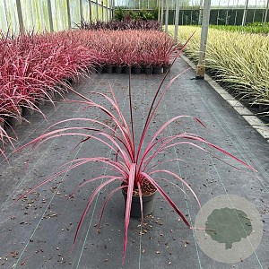 Cordyline Festival Raspberry 30-40 cm 3,0L