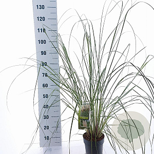 Cortaderia s. 'Evita' 60-80 cm 3,0L